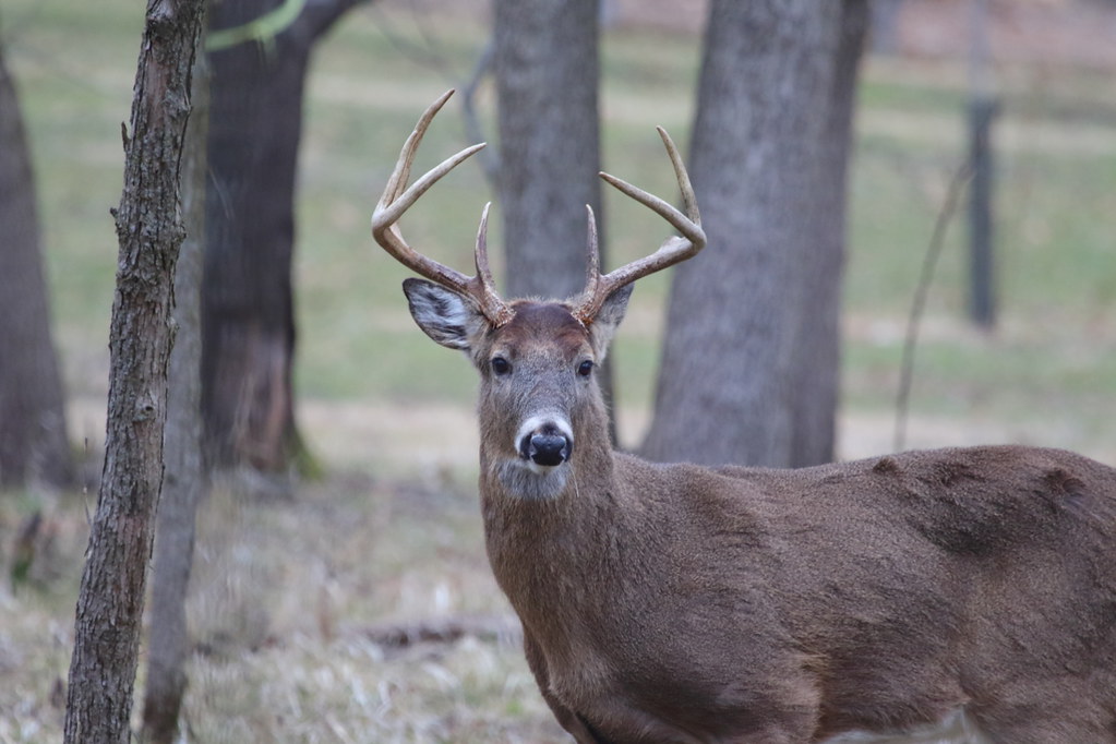 White-tailed buck on farm