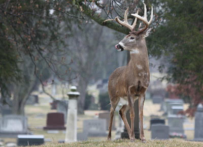White-tailed buck in cemetery
