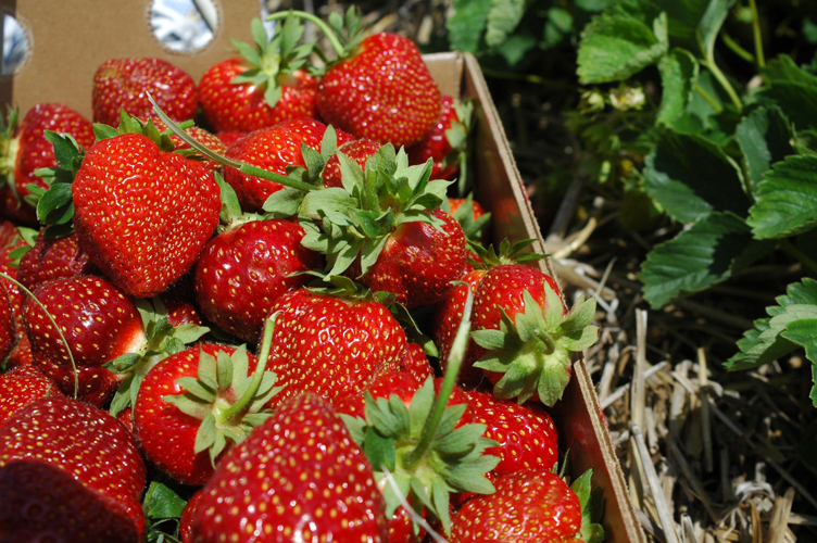 Strawberries