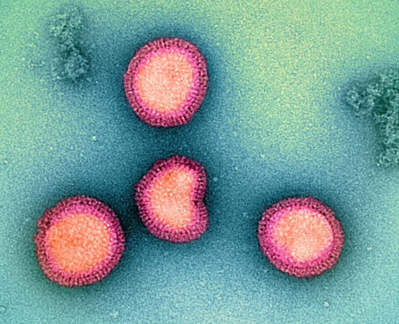 Influenza B viruses
