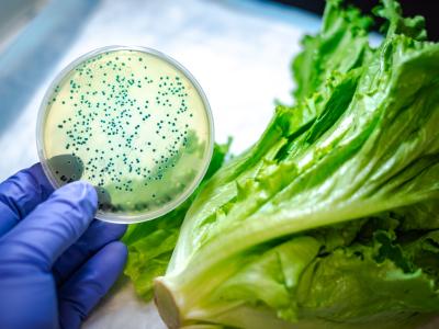 Contaminated lettuce