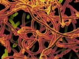 ebola maroon green