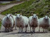 group of sheep