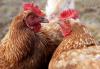 Two hens